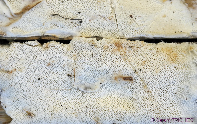 Poliporacea